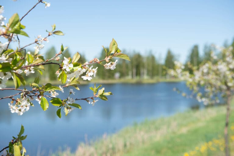 Kukkiva kirsikkapuu Oitin Kirsikkapuistossa.